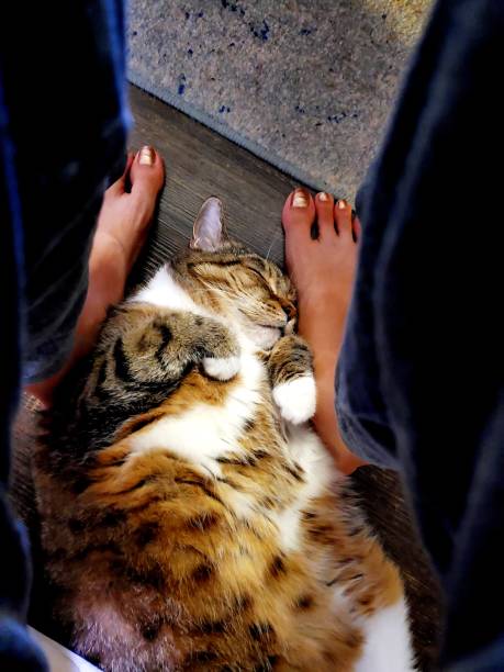 istock My mew loves my feet 1177847053