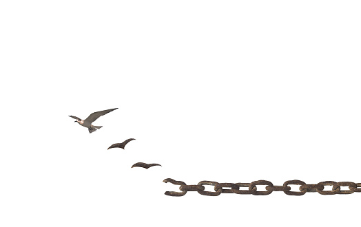 Birds broken chain and flying to sky isolated on white background