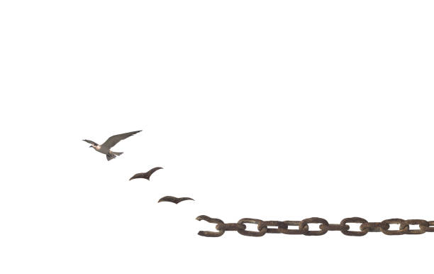 International human rights day concept Birds broken chain and flying to sky isolated on white background independence concept stock pictures, royalty-free photos & images