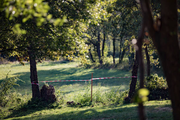 Cordon Tape Tied on Trees in Forest.