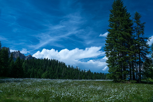 Gadertal,Alta Badia,Dolomites,Italy.
Please see more Dolomites Pictures of my Portfolio.
Thank you!