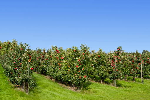 Red apple trees farming agriculture background