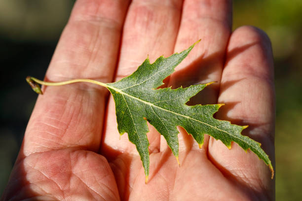 This is a leaf of cut-leaf or Swedish birch, Betula pendula 'Dalecarlica' held in the palm of an adult hand. It was first observed in Sweden in 1767. The leaf is held between finger and thumb of an adult male, against the bark of a cut-leaf birch. This tree is growing in Merton, Surrey, England.