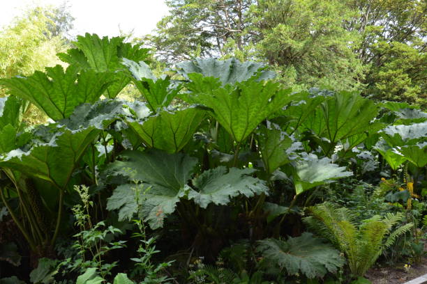 istock Natural background with big green leaves 1177851525