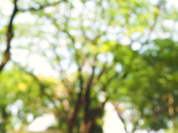 istock Natural bokeh Blurry green yellow with sunlight background 1177852764