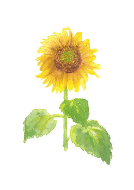 istock isolated sunflower watercolor illustration on white background 1177854100