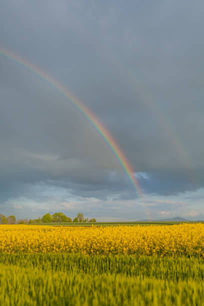 istock Agriculture Wheat Field against Sun. Harvesting Time., 1177854288