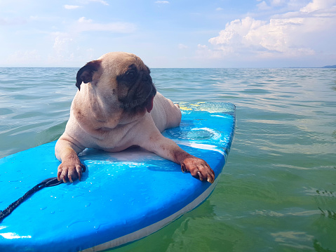 Relaxing pug dog on the sea beach with surfboard in the summer times.