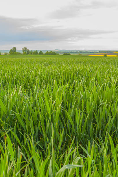 istock Agriculture Wheat Field against Sun. Harvesting Time., 1177855833