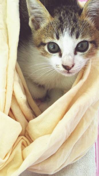 istock Kitten tucked in a cloth 1177857630