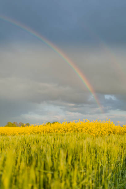 istock Agriculture Wheat Field against Sun. Harvesting Time., 1177857677
