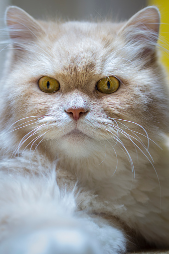 Portrait of a cat ( Maine coon / Persian )