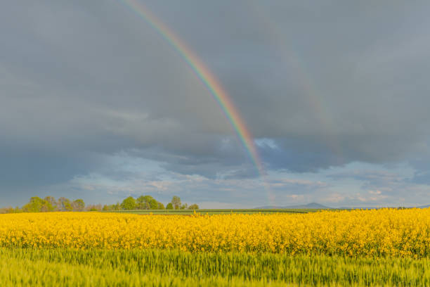 istock Agriculture Wheat Field against Sun. Harvesting Time., 1177857997
