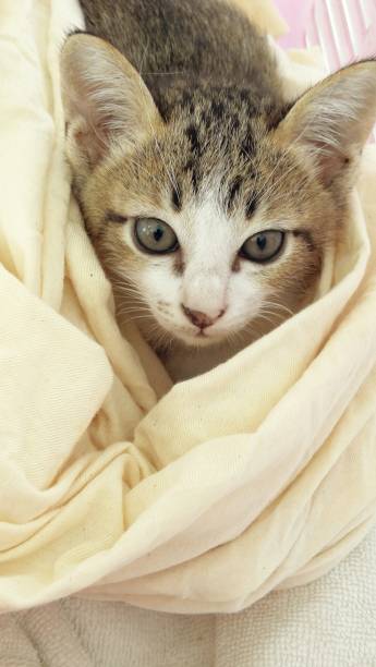 istock Kitten tucked in a cloth.love​  cat 1177858337