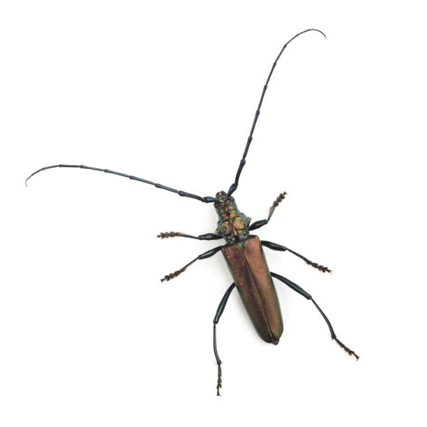 istock The musk beetle (Aromia moschata) isolated on white background 1177859037