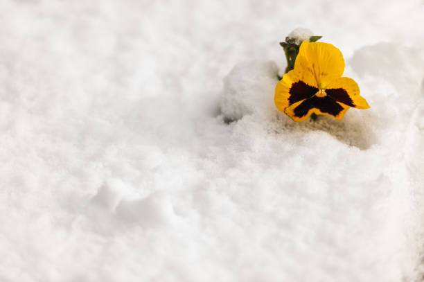 istock Yellow pansy flower under the snow 1177859454