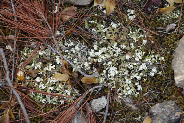 istock Soil cover in a pine forest. Texture. Fallen needles of pine, moss and lichen. 1177860633
