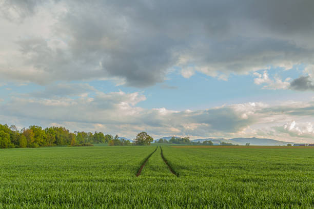 istock Agriculture Wheat Field against Sun. Harvesting Time., 1177860663