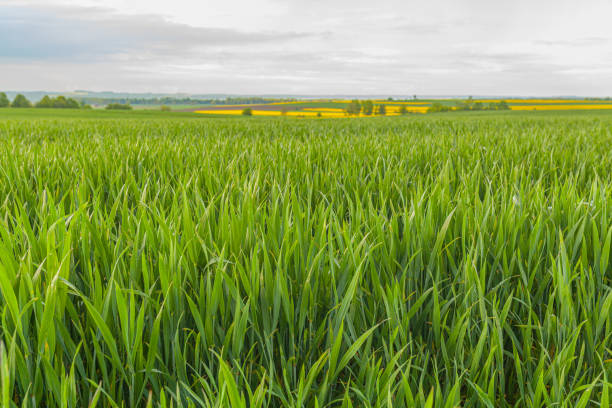 istock Agriculture Wheat Field against Sun. Harvesting Time., 1177865247