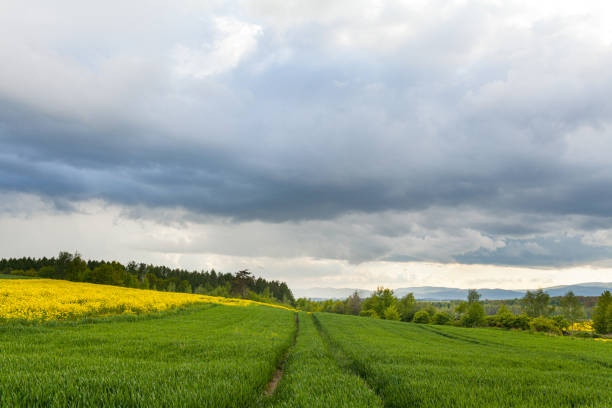 istock Agriculture Wheat Field against Sun. Harvesting Time., 1177865641