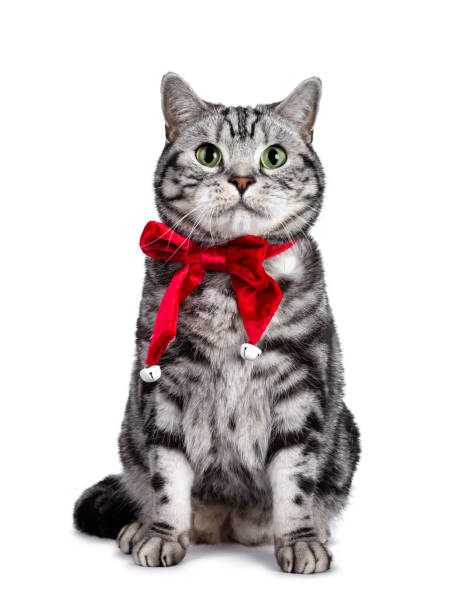 istock Christmas themed British Shorthair cat on white 1177866195
