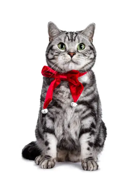 Photo of Christmas themed British Shorthair cat on white