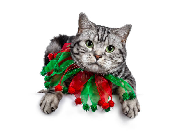 Christmas themed British Shorthair cat on white
