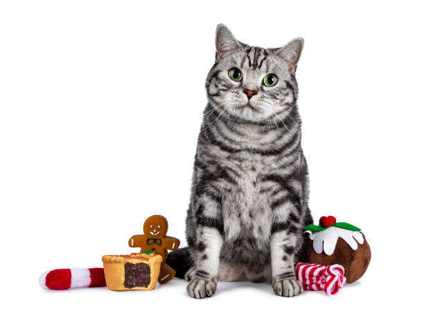 istock Christmas themed British Shorthair cat on white 1177866206