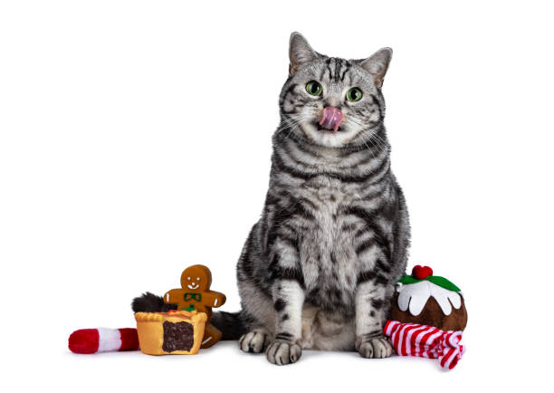 Christmas themed British Shorthair cat on white