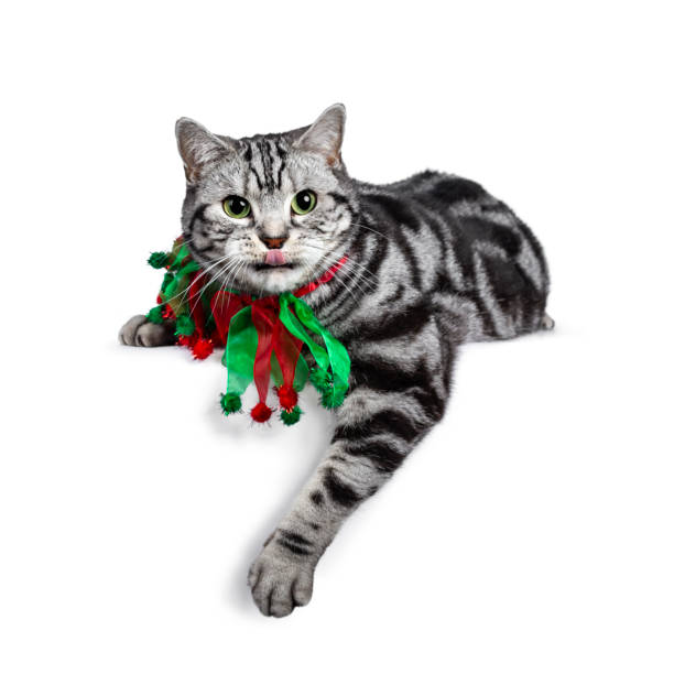 istock Christmas themed British Shorthair cat on white 1177866211