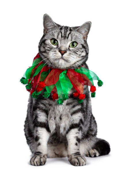 istock Christmas themed British Shorthair cat on white 1177866214