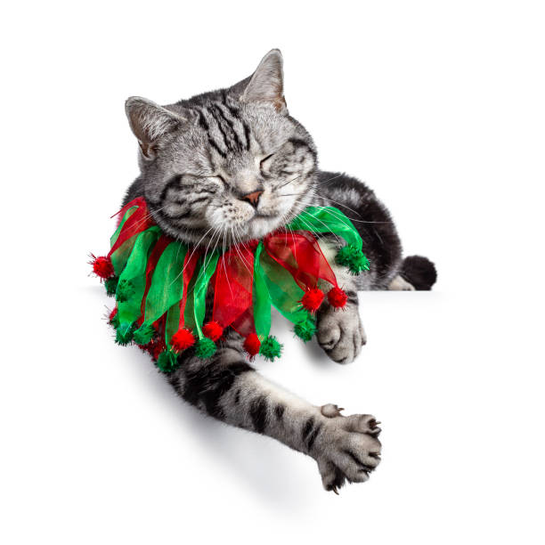 istock Christmas themed British Shorthair cat on white 1177866215