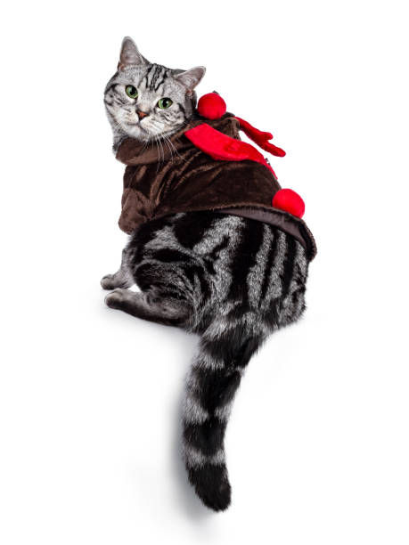 istock Christmas themed British Shorthair cat on white 1177866220