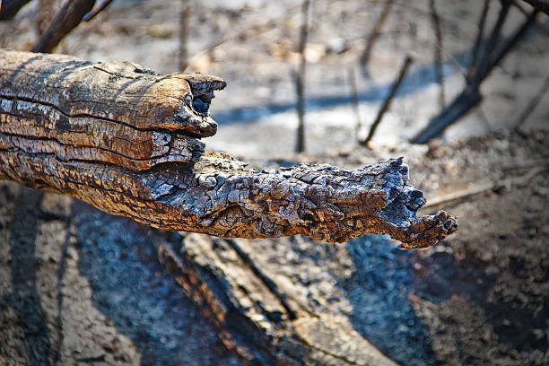 istock BRAZILIAN BURNT TREES 1177866278