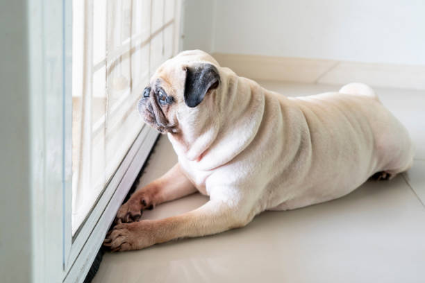 Sad pug dog waiting for owner at the door. Hope to play outside Sad pug dog waiting for owner at the door. Hope to play outside. pug photos stock pictures, royalty-free photos & images