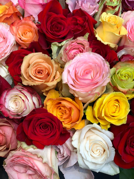 variation of beautiful roses, extreme close-up