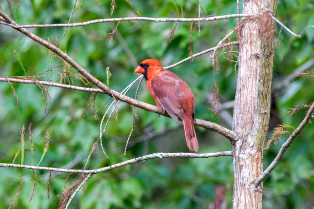istock Male northern cardinal perched on tree branch 1177868232