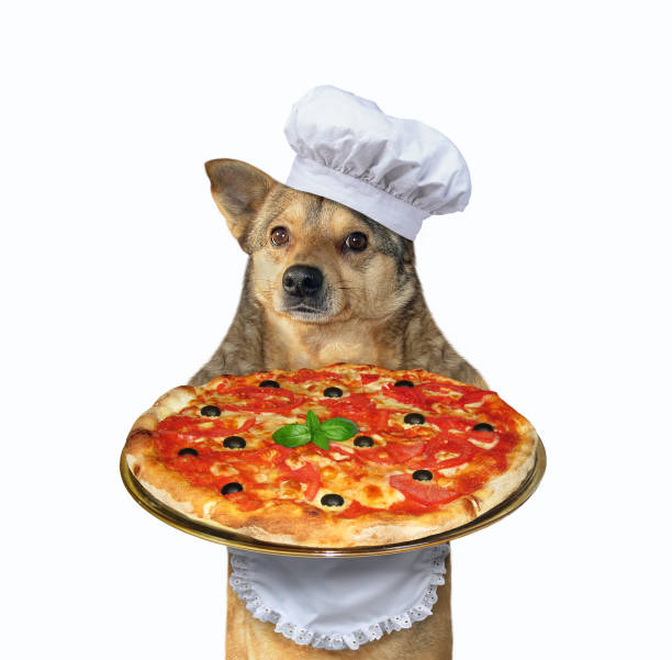 istock Dog cook with tray of pizza 1177868252