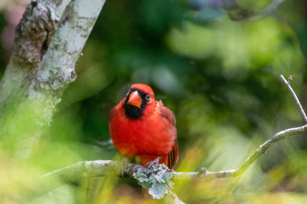 istock Male northern cardinal perched in tree branch 1177868874