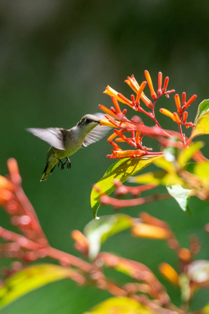 istock Hummingbird feeding from orange flowers 1177869042