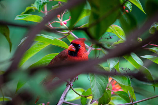 istock Male northern cardinal on tree branch 1177869330