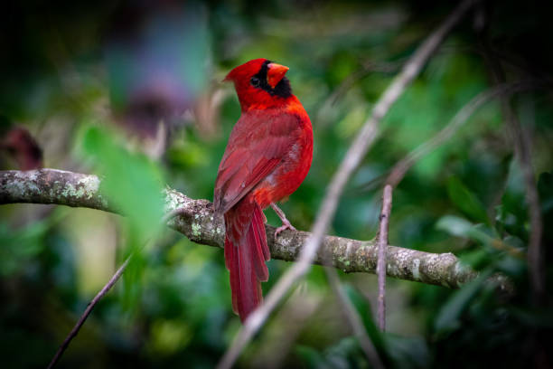 istock Male northern cardinal perched on tree branch 1177869387