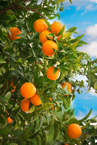 Fresh ripe oranges growing on a tree