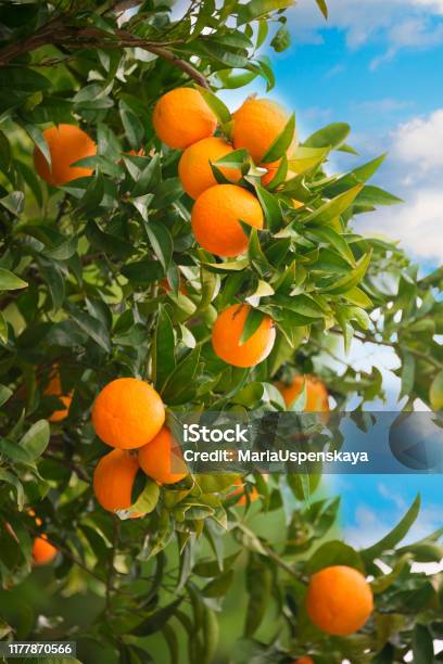 Oranges Growing On A Tree Stock Photo - Download Image Now - Orange Tree, Orange - Fruit, Italy