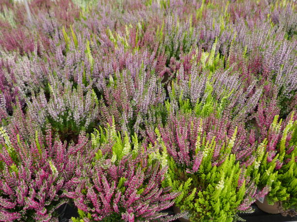istock Purple, pink and white blooming common heather in autumn  til spring. Top view, full frame, close-up. 1177870874