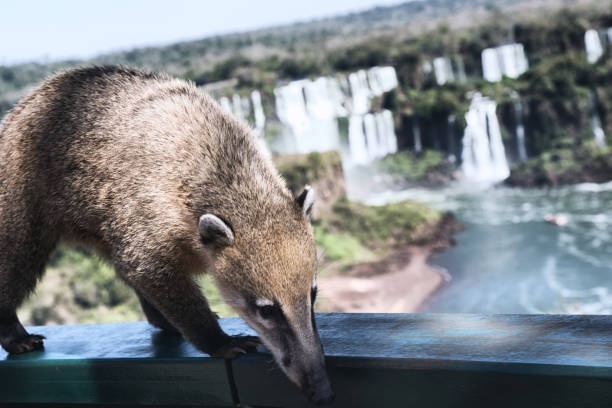istock wild coati (nasua) at Iguazu Falls 1177872076