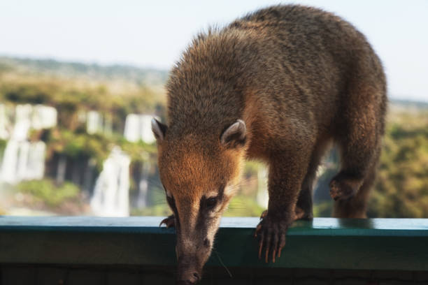 istock wild coati (nasua) at Iguazu Falls 1177872085