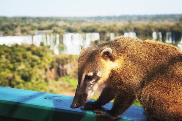 Coati, one of many Raccoon-like Creatures found at Iguazu Falls National Park, Puerto Iguazu, Argentina
