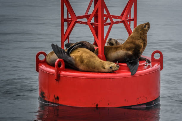 istock Sea Lions napping on a navigational buoy in the Alaska Inside Passage 1177873099