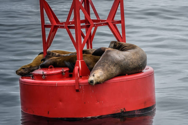 istock Sea Lions sleeping on a navigational buoy in the Alaska Inside Passage 1177873103